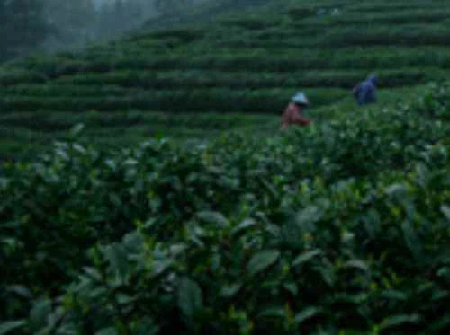 green tea plant base green tea plant base