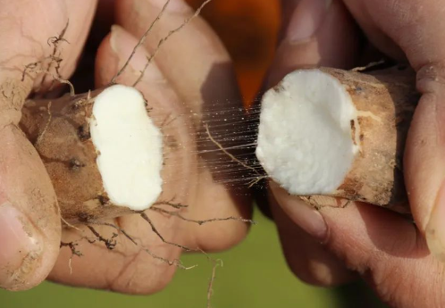 Yam powder